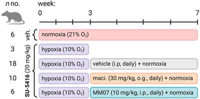 The biased apelin receptor agonist, MM07, reverses Sugen/hypoxia-induced pulmonary arterial hypertension as effectively as the endothelin antagonist macitentan